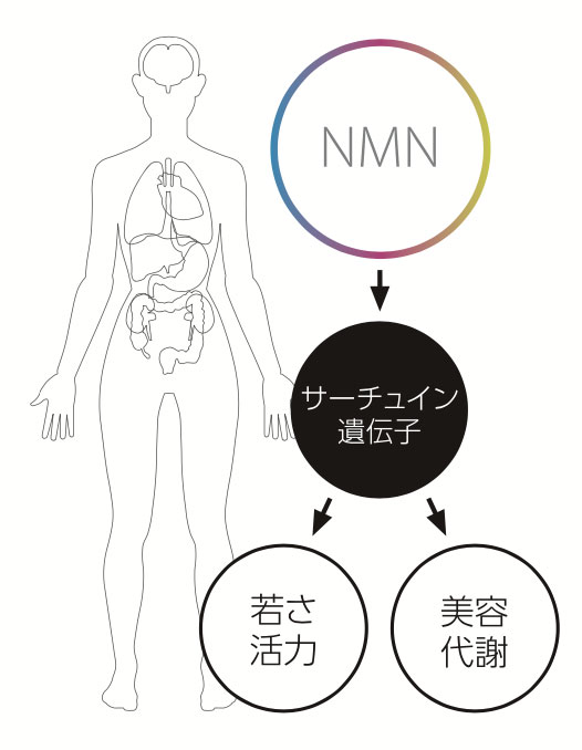NMNの主な効果